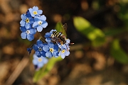 David Plant Photography - Wildlife Photographer - Nomada goodeniana